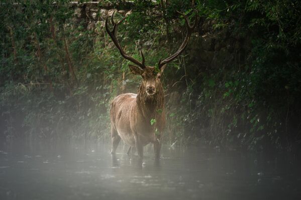 Tras un chaparrón de verano, la niebla a lo largo del río Sangro creó una atmósfera surrealista, ocultando a un ciervo rojo (Cervus elaphus) macho alfa, que observó al fotógrafo durante unos instantes con su noble mirada, antes de desaparecer entre la bruma a lo largo de la orilla del río. Parque Nacional de los Abruzos, Lacio y Molise. Tras un chaparrón de verano, la niebla a lo largo del río Sangro creó una atmósfera surrealista, ocultando a un ciervo rojo (Cervus elaphus) macho alfa, que observó al fotógrafo durante unos instantes con su noble mirada, antes de desaparecer entre la bruma a lo largo de la orilla del río. Parque Nacional de los Abruzos, Lacio y Molise. - Sputnik Mundo