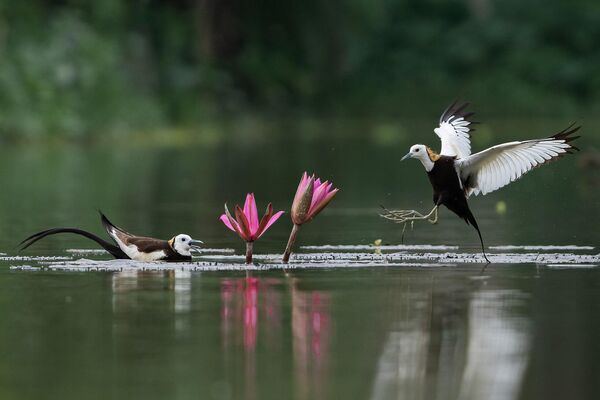 Una jacana de cola de faisán volando hacia su compañero, para mantener su existencia y las generaciones futuras. Un momento tan maravilloso que no se suele ver localmente, ya que están perdiendo su hábitat debido a la agresión humana. Una jacana de cola de faisán volando hacia su compañero, para mantener su existencia y las generaciones futuras. Un momento tan maravilloso que no se suele ver localmente, ya que están perdiendo su hábitat debido a la agresión humana. - Sputnik Mundo