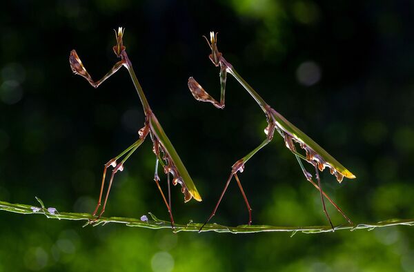 Una magnífica pareja de mantis religiosas (Empusa pennata), fotografiada en el Parque Natural de Kapıcam (Turquía). Una magnífica pareja de mantis religiosas (Empusa pennata), fotografiada en el Parque Natural de Kapıcam (Turquía). - Sputnik Mundo