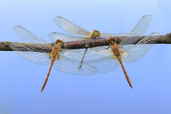 La foto muestra tres libélulas recién nacidas de la especie Sympetrum flaveolum secándose en una ramita. La imagen fue tomada en la zona paisajística protegida de Zdarske vrchy, en la República Checa. La foto muestra tres libélulas recién nacidas de la especie Sympetrum flaveolum secándose en una ramita. La imagen fue tomada en la zona paisajística protegida de Zdarske vrchy, en la República Checa. - Sputnik Mundo