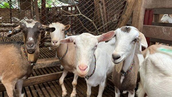 Cabras en un predio de caprinos en el municipio de Manaure, La Guajira - Sputnik Mundo