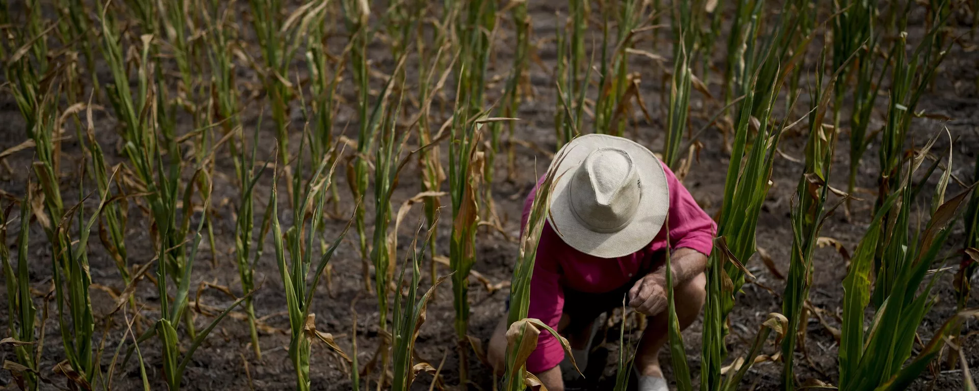 Un campo de maíz en Pergamino, Argentina.  - Sputnik Mundo, 1920, 03.01.2025