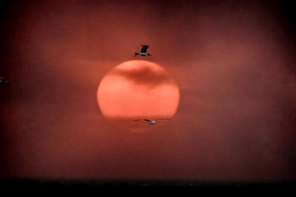 Aves marinas vuelan junto a un sol poniente bajo un cielo ennegrecido por un incendio forestal en Pacific Palisades, durante la puesta de sol en Santa Mónica. - Sputnik Mundo