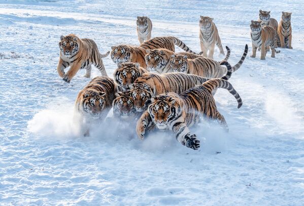 Tigres siberianos retozan en la nieve en el parque de Hengdaohezi, en la ciudad china de Mudanjiang. Tigres siberianos retozan en la nieve en el parque de Hengdaohezi, en la ciudad china de Mudanjiang. - Sputnik Mundo