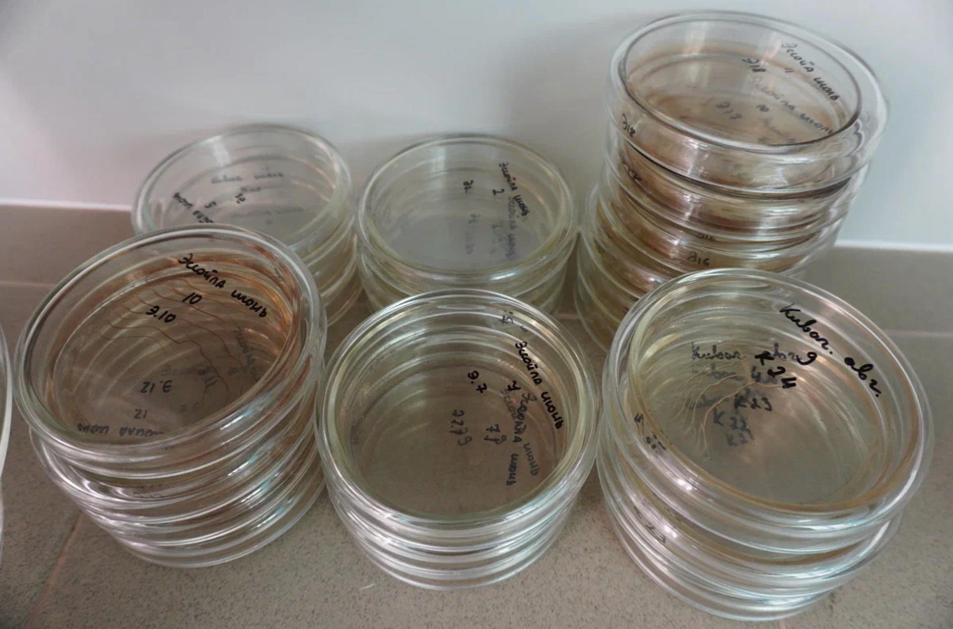 Muestras de algunos pantanos de Rusia Muestras de algunos pantanos de Rusia - Sputnik Mundo, 1920, 12.01.2025