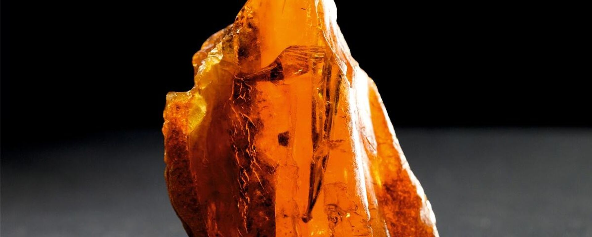 Descubren en Rusia un ámbar con agujas de pino de 50 millones de años - Sputnik Mundo, 1920, 13.01.2025