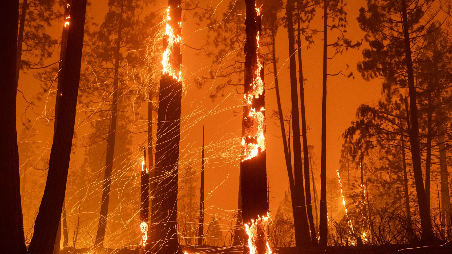 Incendios en California - Sputnik Mundo, 1920, 19.01.2025