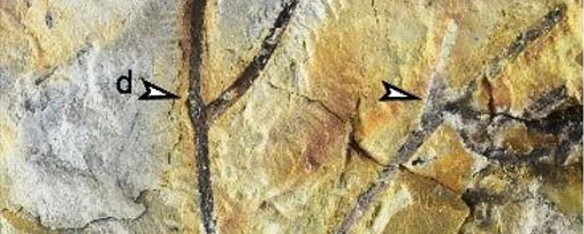 El fragmento del fósil de una planta Zosterophyllum - Sputnik Mundo, 1920, 15.01.2025