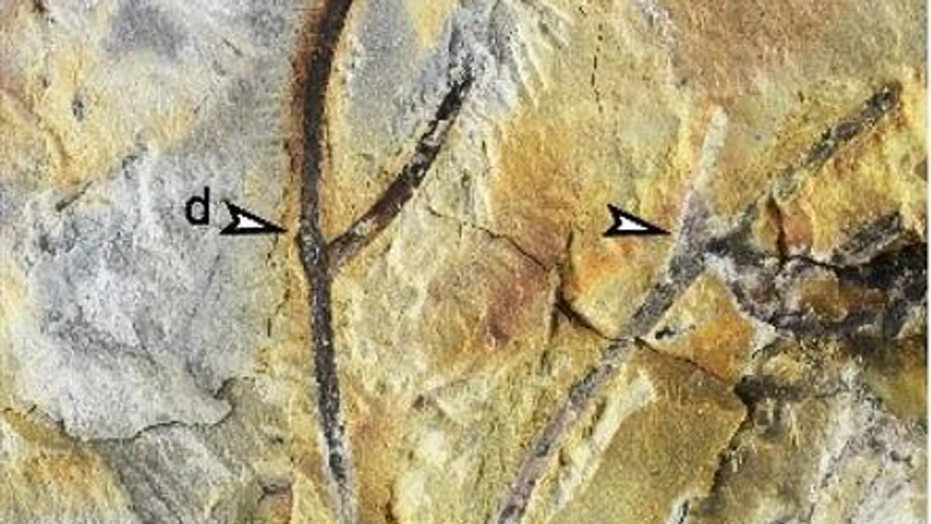 El fragmento del fósil de una planta Zosterophyllum