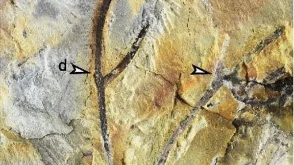 El fragmento del fósil de una planta Zosterophyllum - Sputnik Mundo