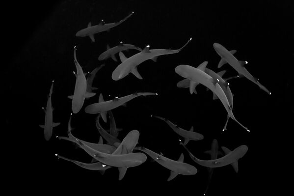 En la categoría Black &amp; White (Blanco y negro) Eduardo Labat, con la luz de los últimos momentos del día en México, captó unos tiburones punta blanca agrupándose y nadando sincronizados en un movimiento circular. - Sputnik Mundo