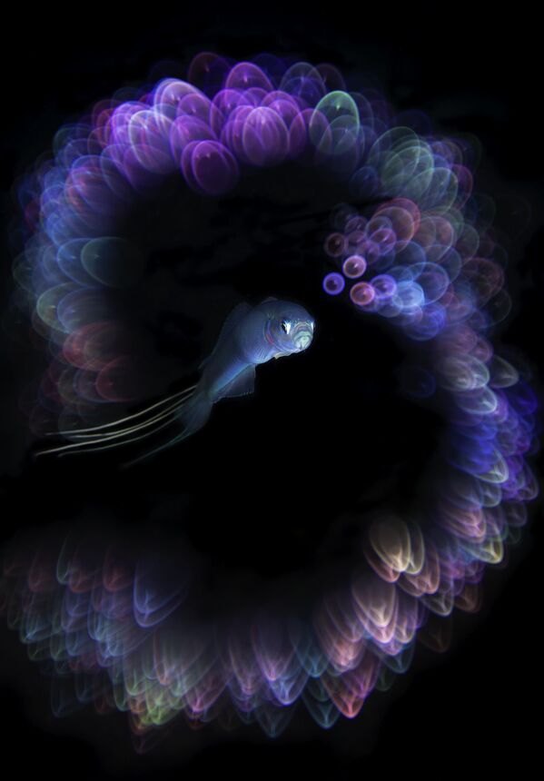 En Corea del Sur, en la isla de Jeijo, se tomó esta foto ganadora de la categoría Underwater Digital Art (Arte digital subacuático). El responsable de la misma es Unkoo Kim. - Sputnik Mundo