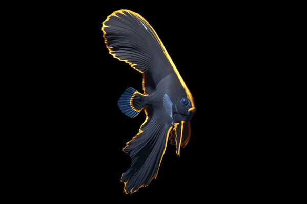 Adam Martin en Bali, Indonesia, captó esta imagen de un pez murciélago juvenil, consiguiendo así ser el ganador en la categoría Macro. - Sputnik Mundo