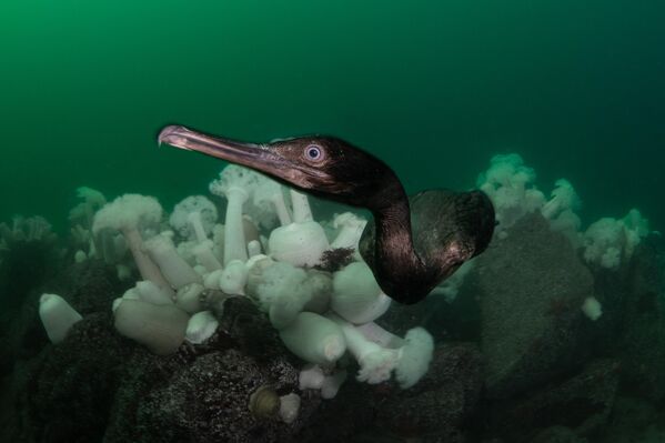 En California, EEUU, James Emery consiguió el primer lugar en la categoría Cold Water (Aguas frías)  fotografiando un cormorán que nadaba hacia él. - Sputnik Mundo