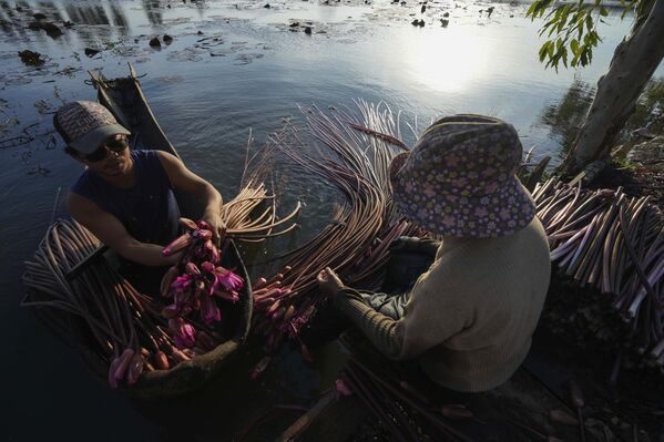 Una familia recoge nenúfares del lago Boeung Tamok para venderlos en el mercado de las afueras de Nom Pen, Camboya. La población local compra los nenúfares como ingrediente para la sopa. Una familia recoge nenúfares del lago Boeung Tamok para venderlos en el mercado de las afueras de Nom Pen, Camboya. La población local compra los nenúfares como ingrediente para la sopa. - Sputnik Mundo