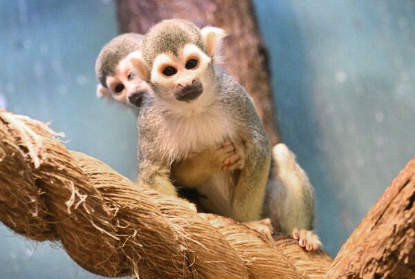 Una cría de mono ardilla saimiri en el zoo de Moscú. Una cría de mono ardilla saimiri en el zoo de Moscú. - Sputnik Mundo