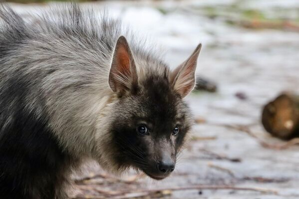 La primera hiena parda nacida en el zoo de Moscú se llama Akela. El nombre para el cachorro fue elegido por los participantes en el proyecto Ciudadano Activo. Más de 288.000 personas participaron en la votación. La cría nació el 19 de julio y en enero le cumplió seis meses. - Sputnik Mundo