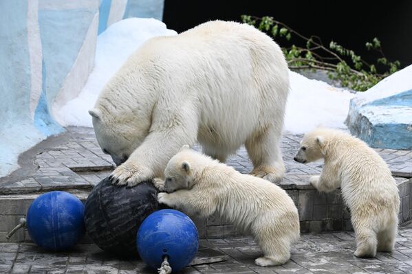 La osa polar Gerda con sus cachorros en el recinto del zoo que lleva el nombre de Rostislav Shilo, en la ciudad rusa de Novosibirsk. El 16 de diciembre de 2022, las osas polares Gerda y Kai dieron a luz. En abril de 2023, los especialistas del zoo determinaron el sexo de los oseznos: son dos niñas. - Sputnik Mundo