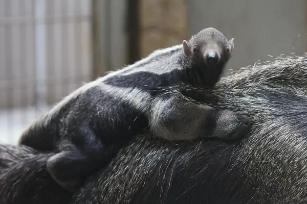 Una cría recién nacida de oso hormiguero gigante en el recinto del zoo de la ciudad rusa de Kaliningrado. Este zoológico se convirtió en el primero en el país en criar por segunda vez esta especie del Libro Rojo. - Sputnik Mundo