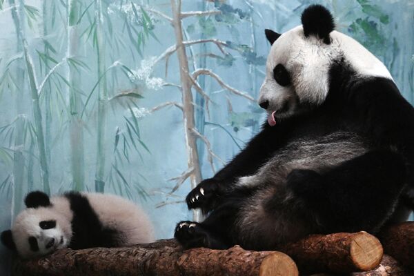 La panda Katiusha con su madre, Ding Ding, en el gran recinto del zoo de Moscú. Katiusha es el primer panda gigante nacido en la capital rusa. En 2019, sus padres —Ru Yi y Ding Ding— llegaron a la capital rusa en honor al 70.° aniversario del establecimiento de relaciones diplomáticas entre Rusia y China. - Sputnik Mundo