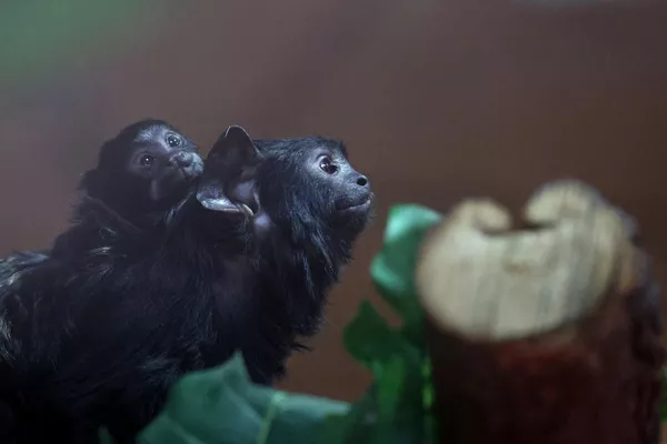 Una hembra de tamarino de manos rojas con su cría recién nacida en el recinto del zoo de Kaliningrado. Este es el primer tamarino de manos rojas nacido en el zoológico de la ciudad. - Sputnik Mundo