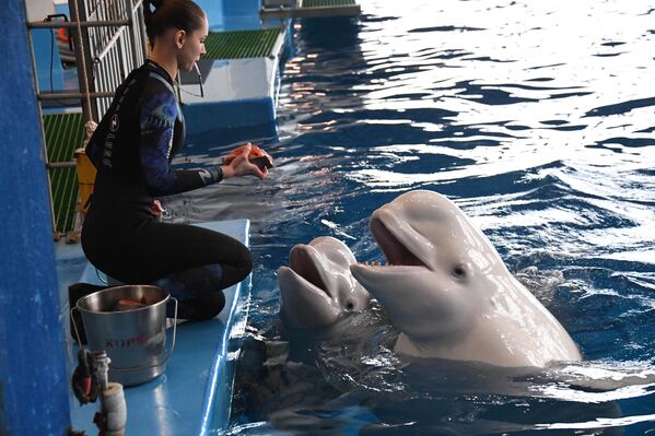 La entrenadora de mamíferos Elizaveta Chizhova, la beluga Jessica y la cría de beluga Kalina, en el oceanario Primorski. El nacimiento de una beluga es un fenómeno poco frecuente en los oceanarios: en Rusia se han registrado tres casos, los dos primeros en el delfinario Primorski. - Sputnik Mundo