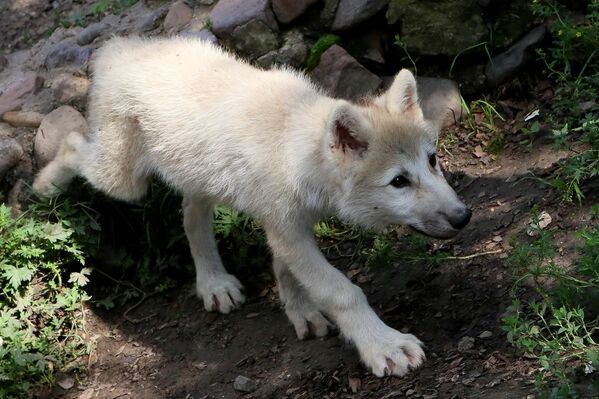 Un cachorro de dos meses de lobo ártico, llamado Veles, paseando en un recinto abierto del parque de flora y fauna Roev Ruchéi, de la ciudad rusa de Krasnoyarsk. Veles nació el 9 de mayo, Día de la Victoria. Sus padres son una pareja de lobos árticos, Olaf y Blanka, y su nombre fue elegido por los habitantes de la ciudad mediante una votación en Internet. - Sputnik Mundo