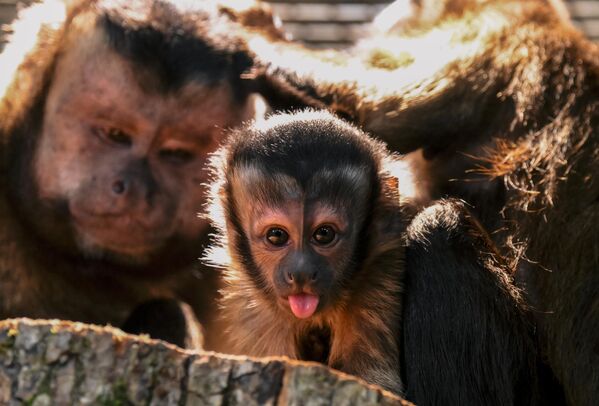 Una familia de capuchinos negros en el zoo de  Leningrado, en la ciudad rusa de San Petersburgo. - Sputnik Mundo