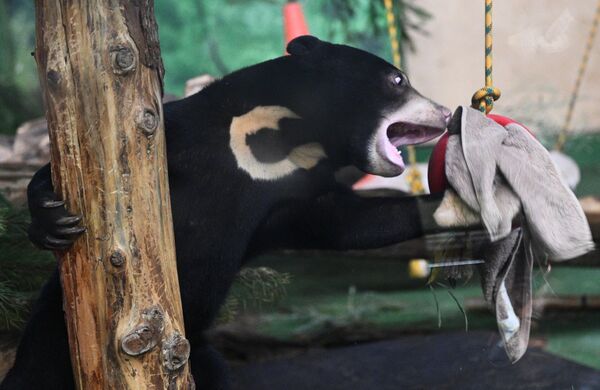 La osezna malaya Masha es la primera hembra de oso malayo que se alojó en agosto en el zoo de Moscú. Los habitantes de la ciudad le dieron el nombre.Ahora pesa más de 21 kilos, está creciendo y se está haciendo fuerte y ágil. - Sputnik Mundo