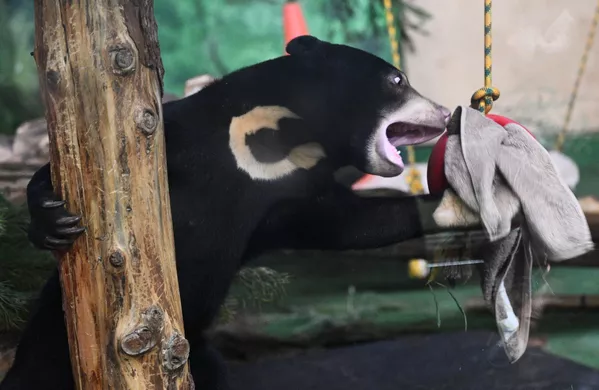 La osezna malaya Masha es la primera hembra de oso malayo que se alojó en agosto en el zoo de Moscú. Los habitantes de la ciudad le dieron el nombre.Ahora pesa más de 21 kilos, está creciendo y se está haciendo fuerte y ágil. - Sputnik Mundo