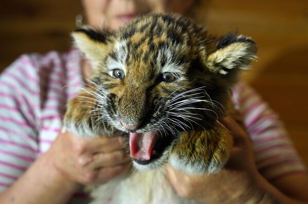 Un cachorro de tigre en una de las instalaciones del zoo de  Mariúpol, en la república popular de Donetsk. Las niñas Klepa y Penélope, y el niño Teseo nacieron en el zoo de la ciudad en febrero de 2024. - Sputnik Mundo