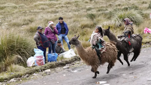 Niños compiten en la carrera anual de llamas en el Parque Nacional Llanganates de Ecuador - Sputnik Mundo