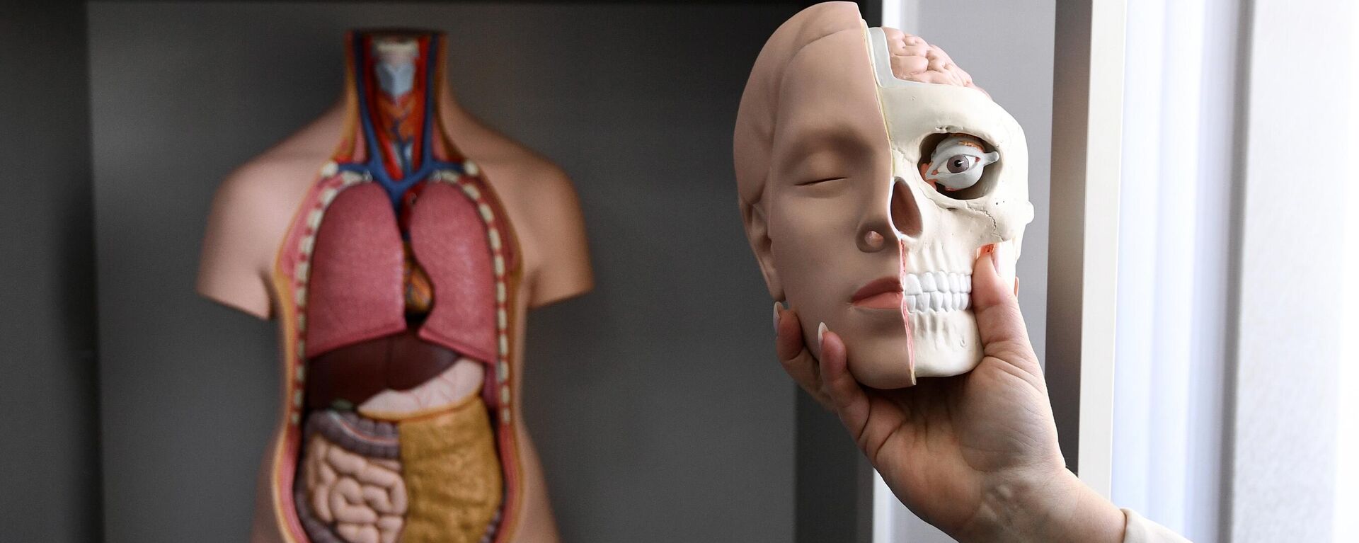 Maqueta de órganos humanos - Sputnik Mundo, 1920, 11.02.2025