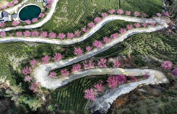 Uno de los primeros signos de la proximidad de la primavera son los ciruelos en flor. - Sputnik Mundo