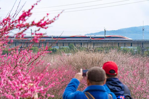 Como representante de la nobleza, la fuerza y la modestia, la flor del ciruelo se convirtió en una de las flores más famosas de la cultura china, apodada como uno de los Los cuatro nobles junto con las orquídeas, el bambú y los crisantemos. - Sputnik Mundo