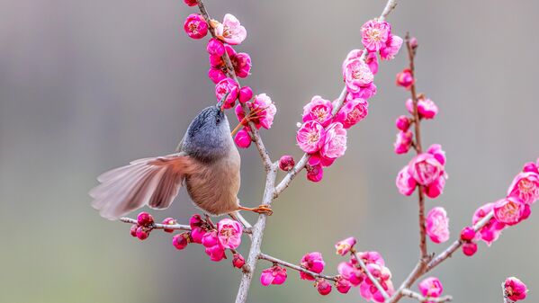 Las flores de ciruelo se cultivan en China desde hace unos 3.000 años, desde las Seis Dinastías (222-589 d.C.) hasta ahora. - Sputnik Mundo