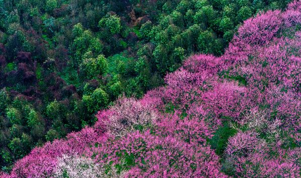 La época de floración varía de un año a otro en función del clima. - Sputnik Mundo
