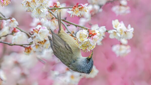 De todos modos, su mejor época es de mediados de febrero a mediados de marzo. - Sputnik Mundo