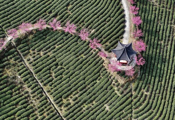 En 1928, el Gobierno chino eligió la flor del ciruelo como emblema nacional por su resistencia. Los ciruelos en flor pueden resistir las heladas invernales, los vientos y la nieve y seguir produciendo hermosas flores y frutos. - Sputnik Mundo