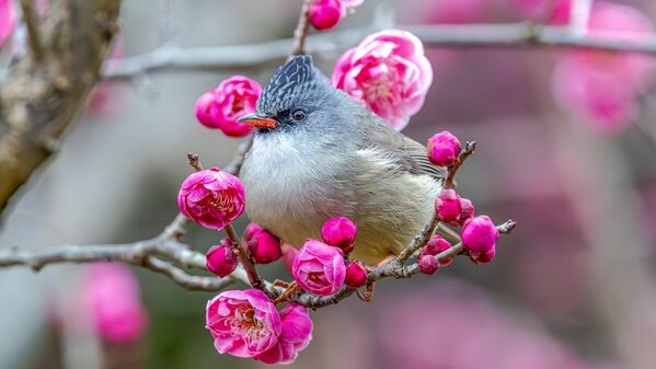Un pájaro reposa en la rama de un ciruelo. - Sputnik Mundo