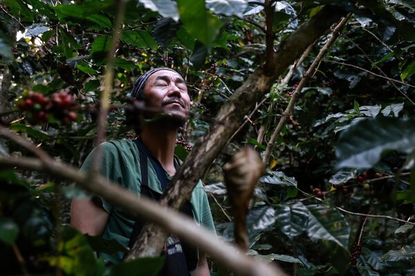 En 2024, el precio del café de tipo robusta se duplicó, mientras que el del arábica subió a su vez un 80%, lo que supone un récord en los 47 años de contizacones del café en el mundo. - Sputnik Mundo