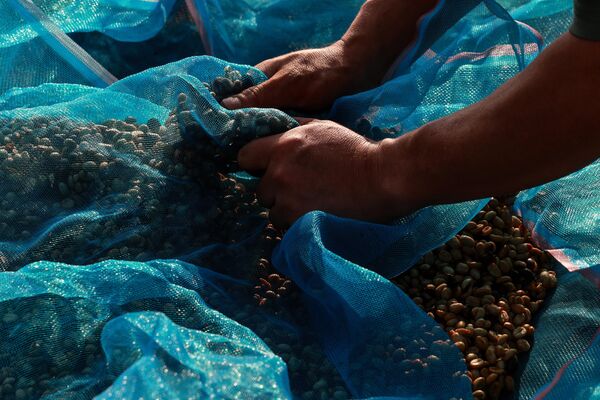 Las prácticas de cultivo sostenible implementadas en Tailandia ayudan a luchar contra el cambio climático, ya que evitan la erosión del suelo, retienen el carbono en el suelo y reducen las emisiones de metano. - Sputnik Mundo