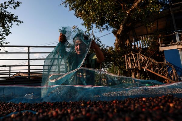 No obstante, ahora estos productores podrían ser clave para el futuro de la industria en un mundo cada vez más agotado por el calentamiento global. - Sputnik Mundo