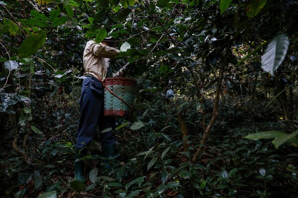Un agricultor cosecha granos de café en Doi Suthep, en la región de Chiang Mai, Tailandia. - Sputnik Mundo