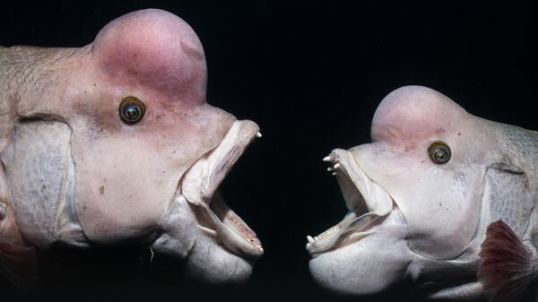 Снимок Face Off японского фотографа Shunsuke Nakano, ставший победителем в категории Behaviour в конкурсе The Underwater Photographer of the Year 2025 - Sputnik Mundo