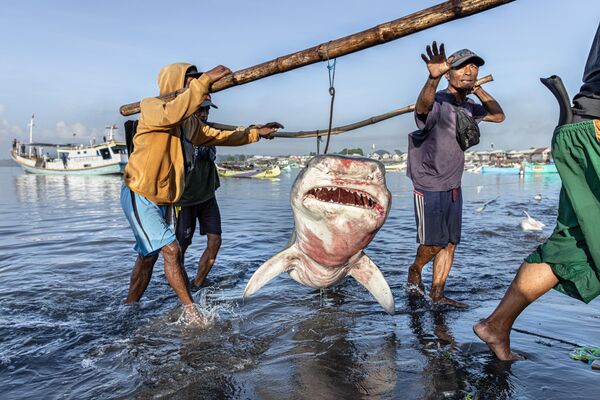 La imagen 1 / 200.000.000 del fotógrafo alemán Robert Marc Lehmann, premiada en la sección de Conservación Marina &#x27;Salvar nuestros mares&#x27;.El autor destaca que este tiburón tigre de Indonesia es solo uno de los 200 millones de tiburones que el hombre mata cada año. - Sputnik Mundo