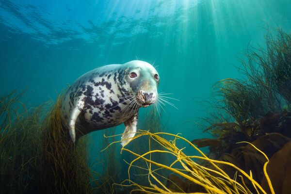 La fotografía Foca Curiosa del artista británico David Alpert, ganadora de la selección de Fotógrafo Submarino Británico del Año 2025.La obra fue tomada en la isla de Lundy, zona marina protegida desde 1973. - Sputnik Mundo
