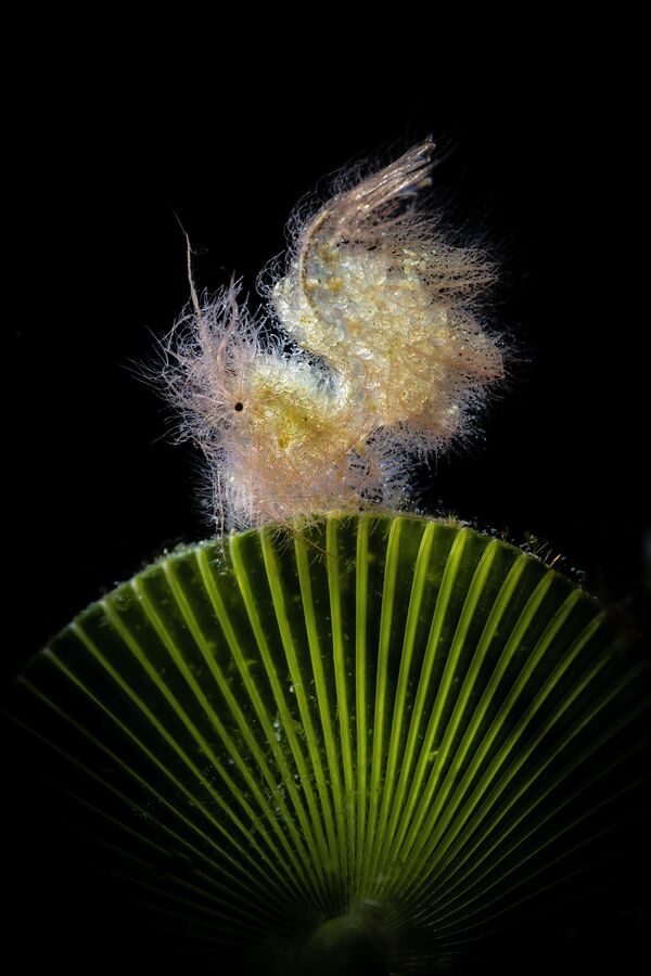 El fotografo italiano Paolo Bondaschi ganó en la modalidad Macro con su imagen Foto mágica a contraluz.  - Sputnik Mundo