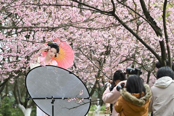 Una mujer vestida con un traje tradicional Hanfu posa ante un fondo de cerezos en flor en el Jardín Botánico en el municipio chino de Chongqing. - Sputnik Mundo
