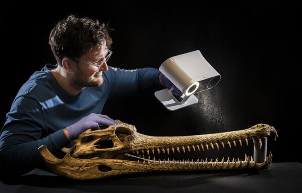 Un científico realiza un escaneado de alta tecnología en 3D de un cráneo gavial de gran tamaño. - Sputnik Mundo